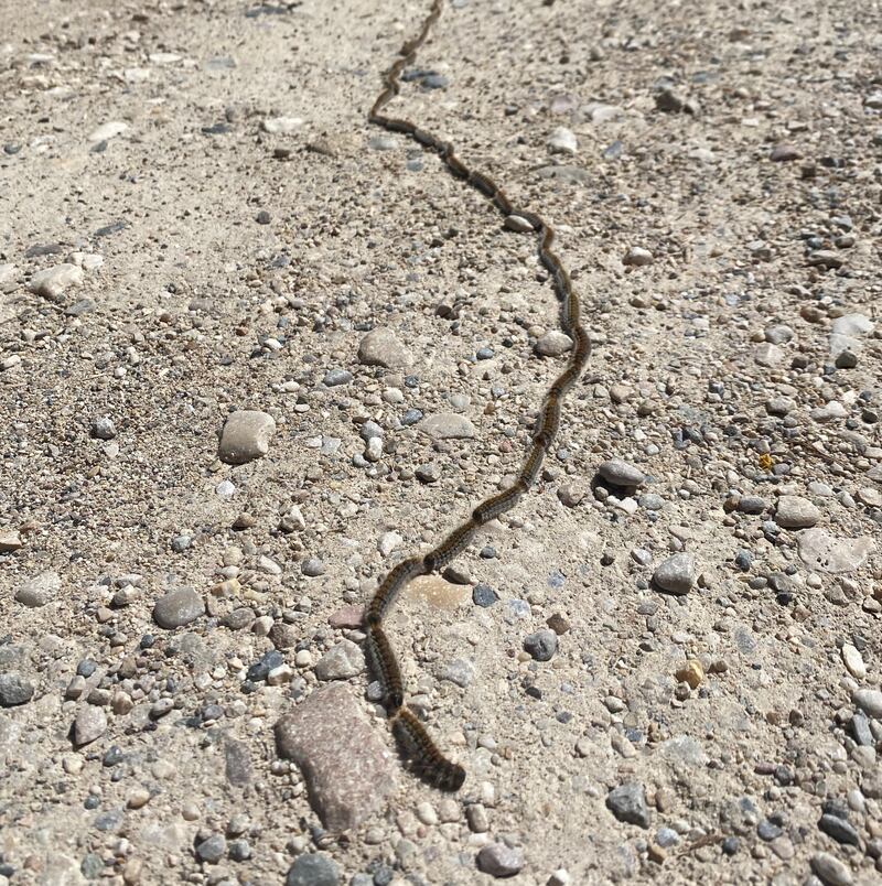 Caterpillars of pine processionary moth on the move in Spain
