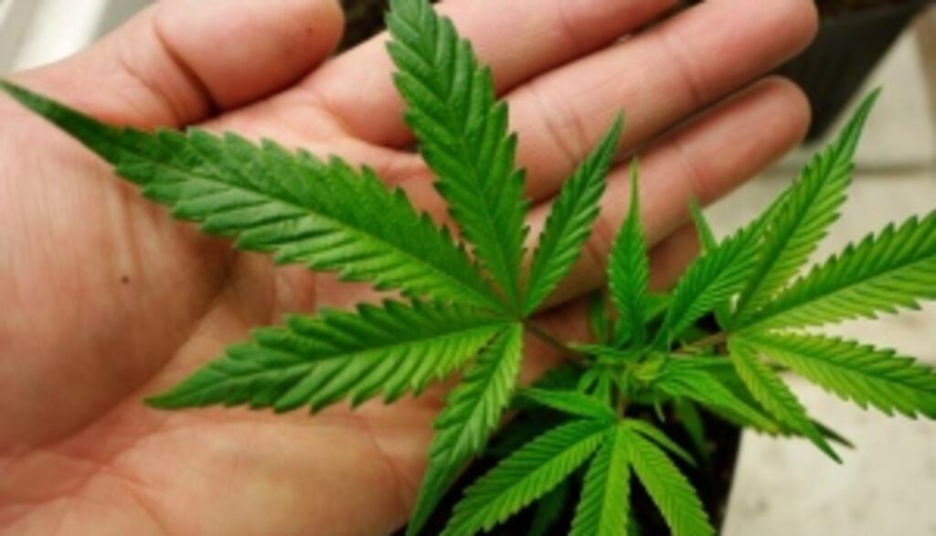 A cannabis growhouse was discovered at a business unit in Castleblayney in Co Monaghan this evening.