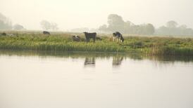 The Shannon Callows: uncertain future for midlands jewel