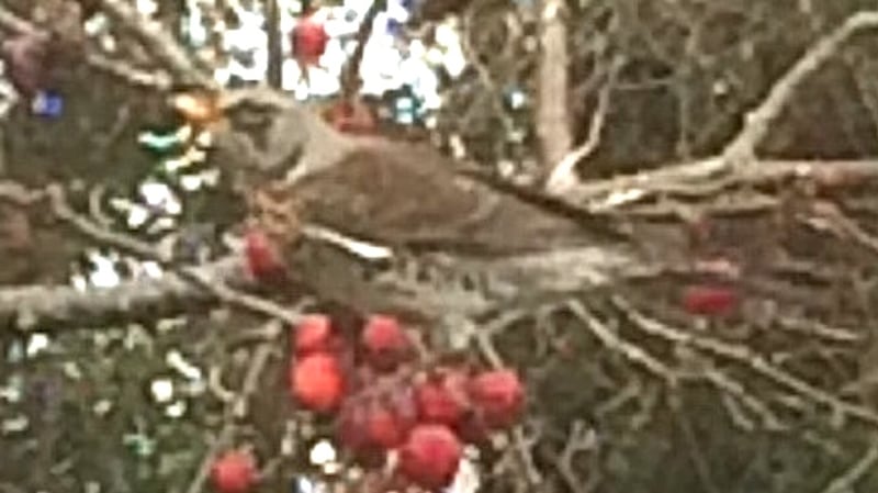 This fieldfare chases away the others, displaying the same habits as the blackbirds and the thrushes.