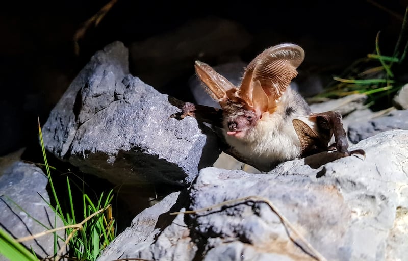 A brown long-eared bat. Photograph: Will Hawkes/PA