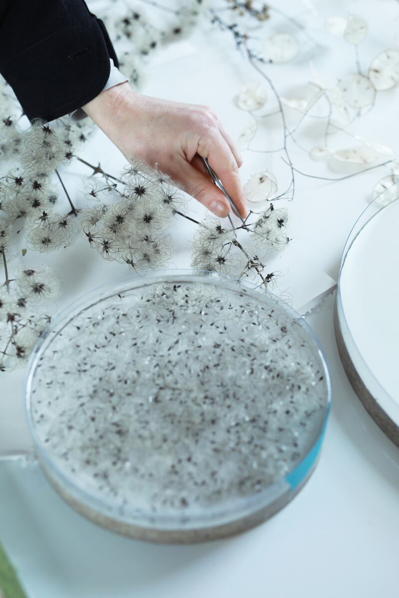 Sasha arranging Old Man's Beard seeds in resin