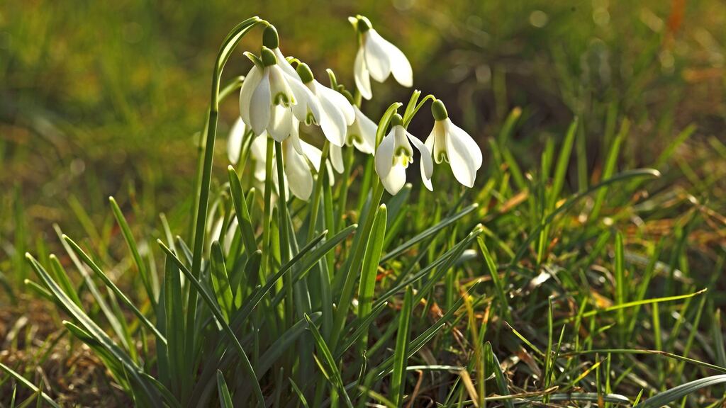 Monks are credited with first bringing snowdrops from Rome to Ireland. Photograph: Getty