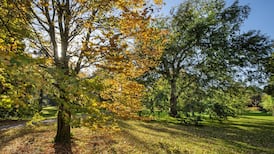 Kick up some leaves: five great Irish gardens to visit before winter arrives