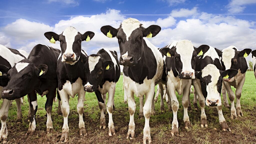 There’s a need to be able to answer questions raised about the expansion of the dairy and beef sectors, and to be “persuasively sustainable”, according to Aidan O’Driscoll. Photograph: iStock