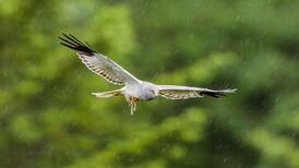 Permission for wind farm between Cork and Kerry villages quashed