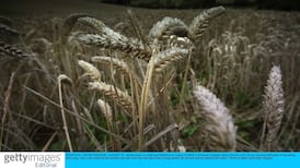 Goldcrop takeover of agri rival Croplink given okay