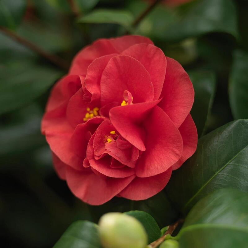 Camellia 'Lady Campbell', a red-flowering variety Photo Credit Richard Johnston