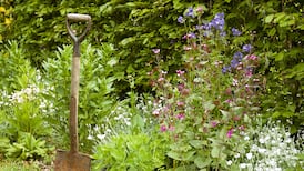 Forever flowers: the handful of biennials on my must-grow list