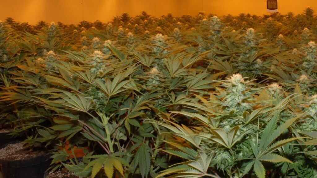 File image of a cannabis growhouse. Photograph: Garda/PA Wire
