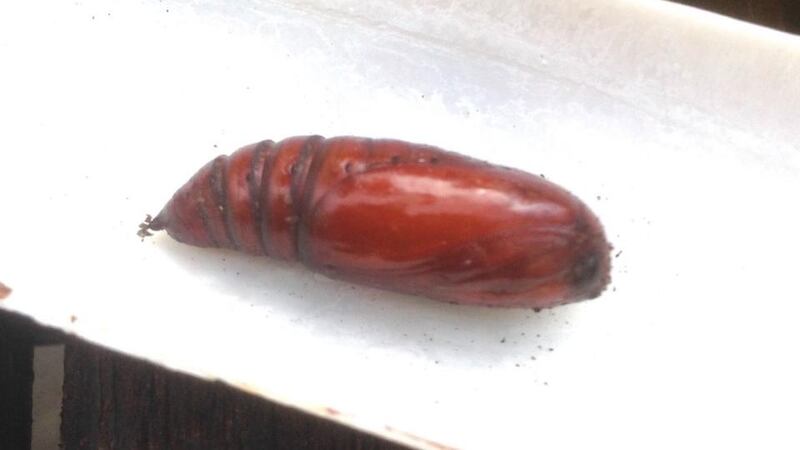 Night-time moth: the pupa that Rachel McCloskey saw