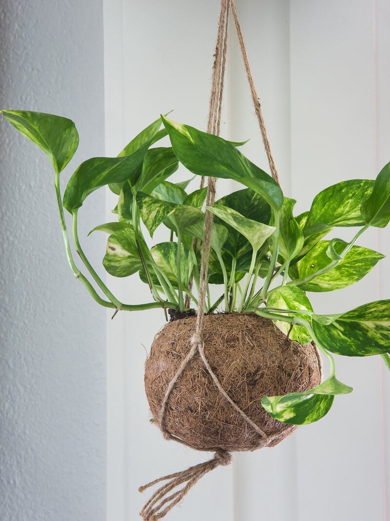 Pothos (Epipremnum aureum)