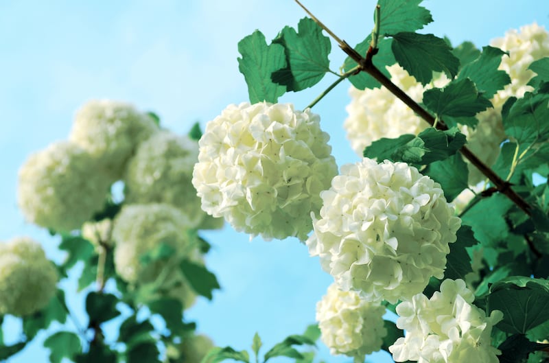 Snowball flower (Viburnum Opulus) or Guelder-Rose. Photograph: Getty