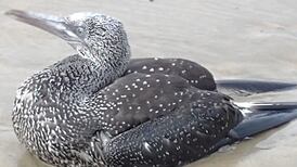 Warning: Never touch ill or dying sea birds