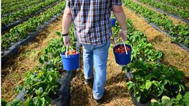 Bright future for growers despite weather setback