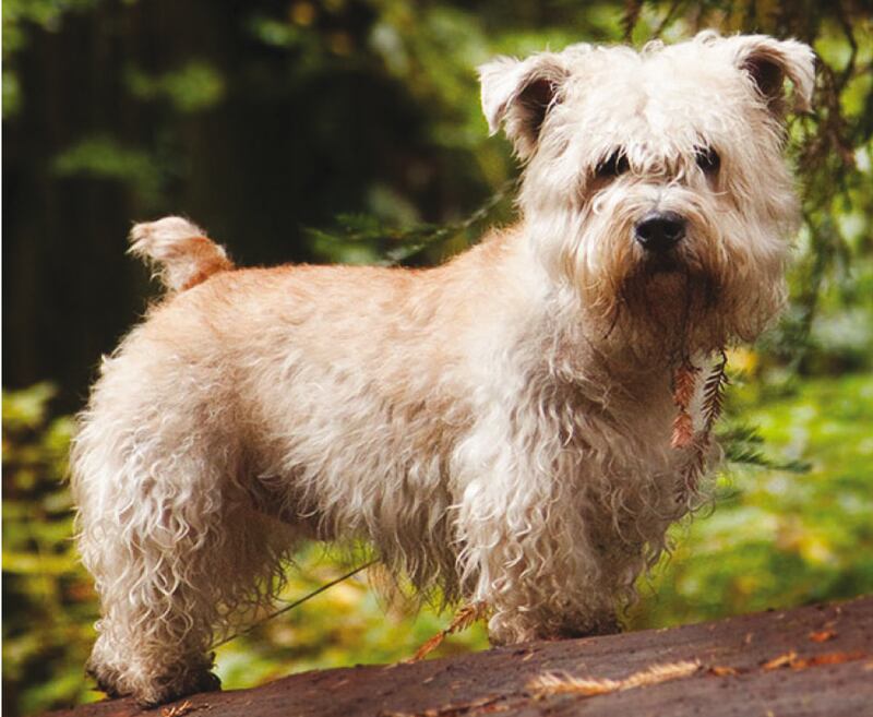 A Glen of Imaal terrier