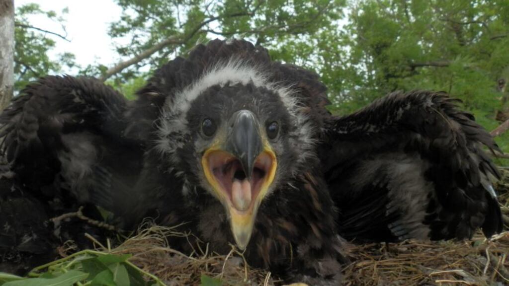 File photograph of white--tailed eagle chick,born in Mountshannon, Co Clare, last year. Photograph:Allan Mee/Golden Eagle Trust