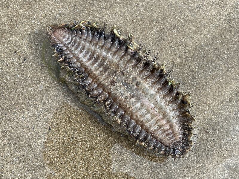 Sea anemone. Photograph supplied by Angela Mason