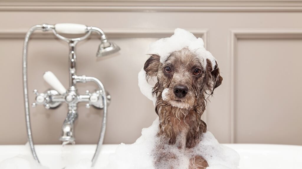 Christies Direct has grown to become the third largest online pet grooming site in the world. Photograph: iStock
