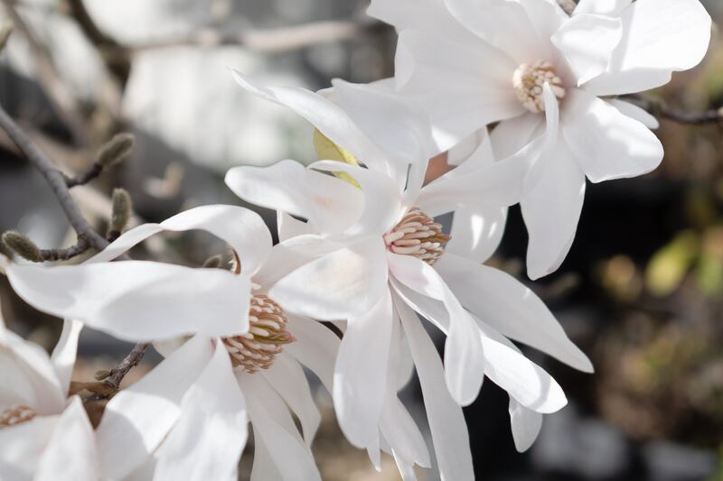 Magnolia stellata (star magnolia) are slow-growing and start to bloom from March. Photograph: iStock