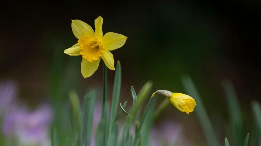Temperatures reached an unseasonable 16 degrees in Dublin on Friday. Photograph: National Trust/PA