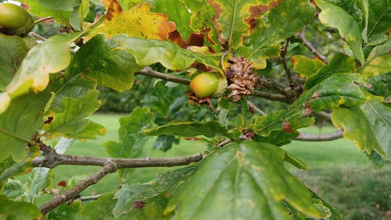 Knopper galls