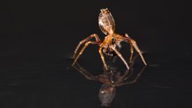 Scare alert: It’s true, spiders can ‘walk’ on water