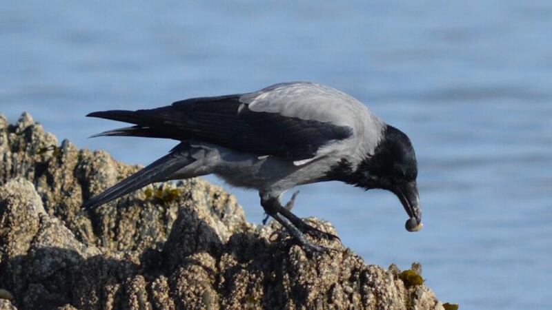 Eye on nature: the grey crow that Larry Dunne saw breaking shellfish by dropping them on to rocks