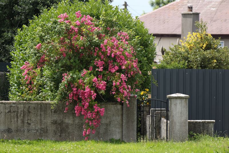 Around 800 babies and young children are believed to be buried in former sewer at site of home run by Bon Secours religious order