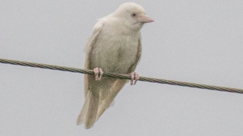 The fully white jackdaw may stand out more to predators, says Birdwatch Ireland. Photograph: Joe Boland/North West Newspix