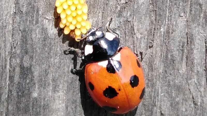7-spot Ladybird with her eggs