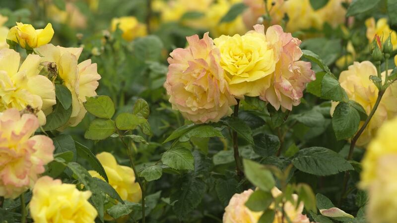 In milder gardens, mid-February is a good time to prune most kinds of roses. Photograph: Richard Johnston