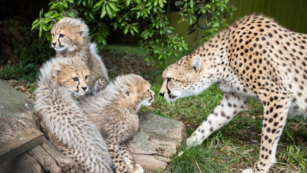 Mother Gráinne with her three Northern cheetah cubs – yet to be named – in Fota Wildlife Park, Cork. Photograph: Darragh Kane