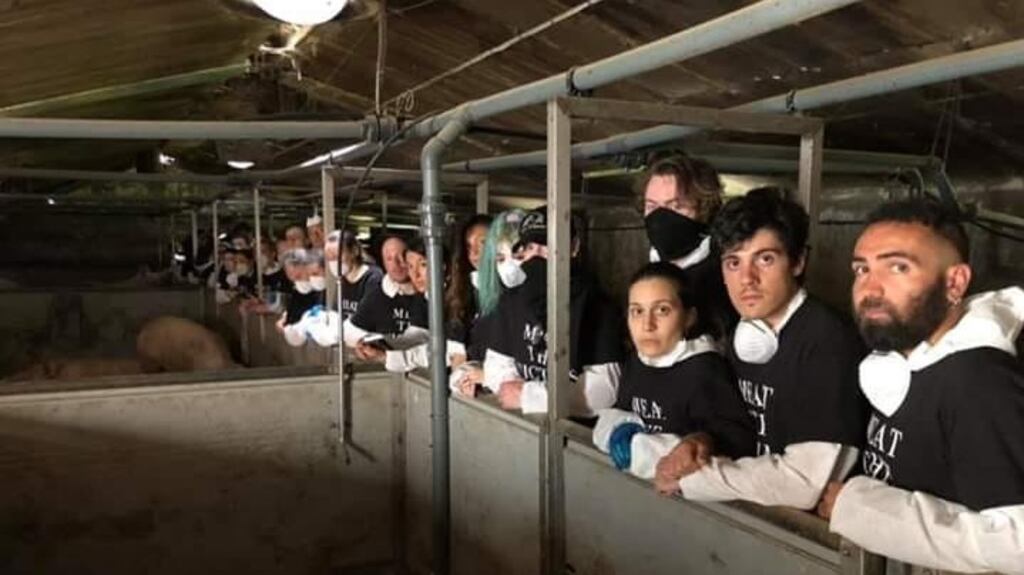 Meat the Victims animal rights protesters gathered at a Co Westmeath farm at the weekend to raise awareness of pig farming and the vegan cause. Photograph: Meat the Victims