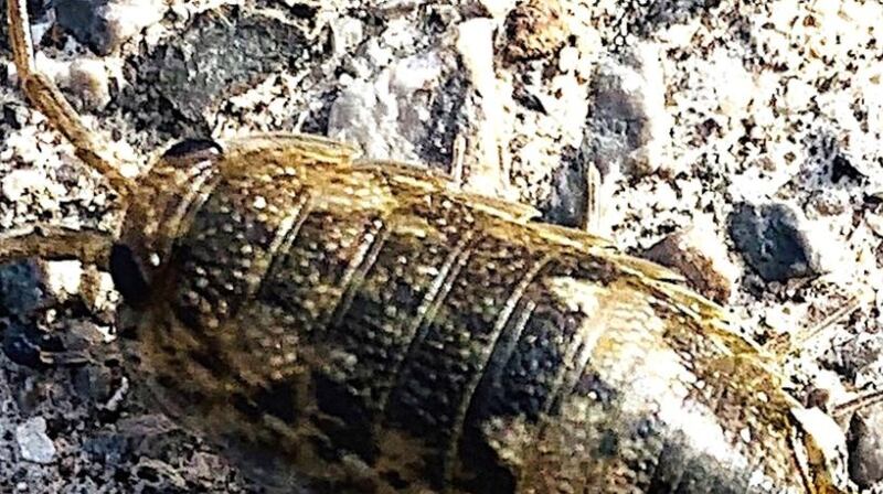 The sea slater lives on the sea shore.