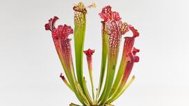 ‘How can I keep my new house plant happy?’