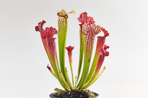 ‘How can I keep my new house plant happy?’