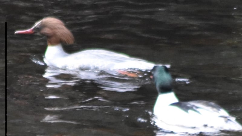 Goosanders