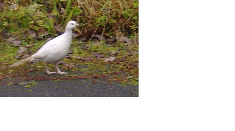 Albino pheasant