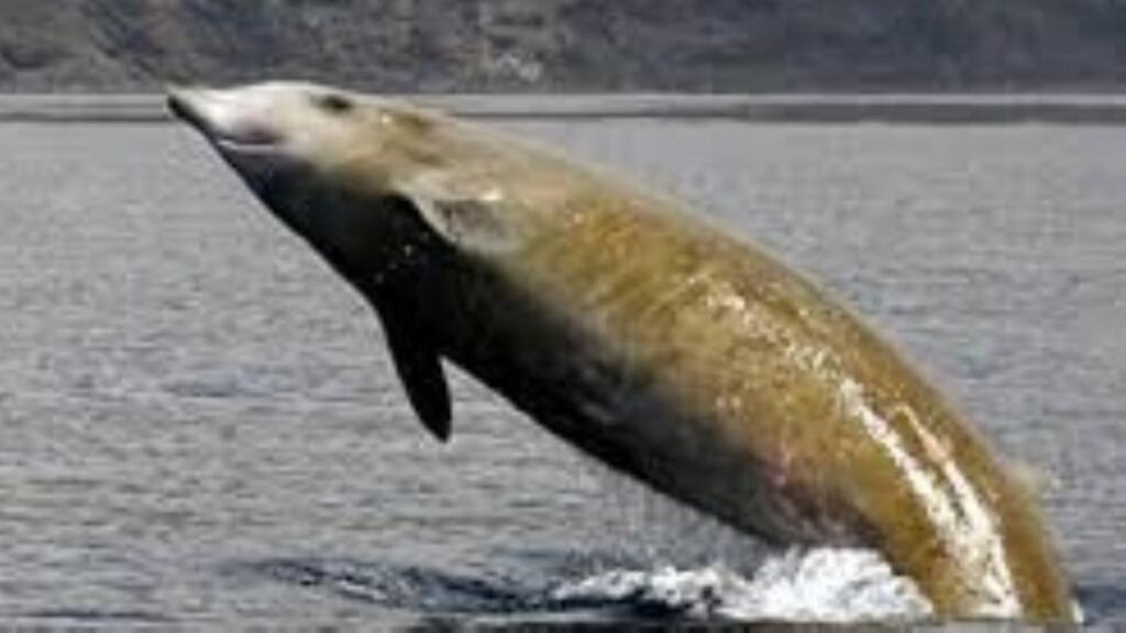Cuvier’s beaked whale. Photograph: Cetacean Research & Rescue Unit
