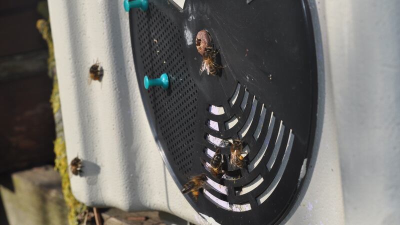 As pollinators, bees play a vital role in our food cycle.