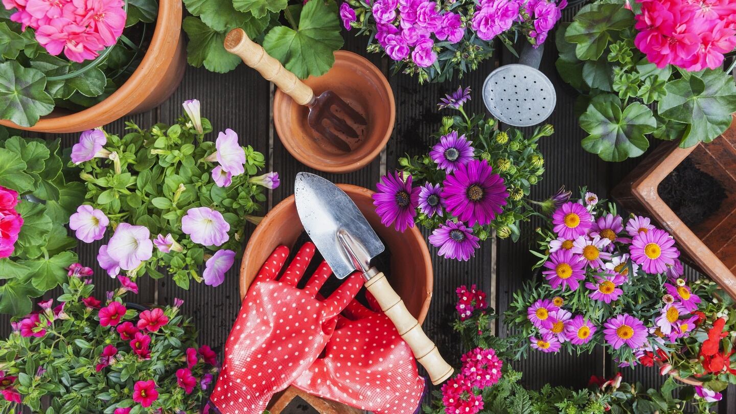 If you have a polytunnel, glasshouse, conservatory or sunny porch, then you can give your summer pots a fantastic headstart by planting them up under cover with a view to moving them outdoors towards the end of the month. Photograph: Getty