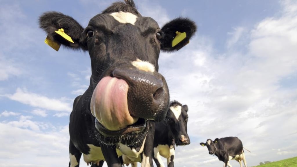 Slow growth in world dairy production drove an estimated 30 per cent increase in farm milk prices in 2017.