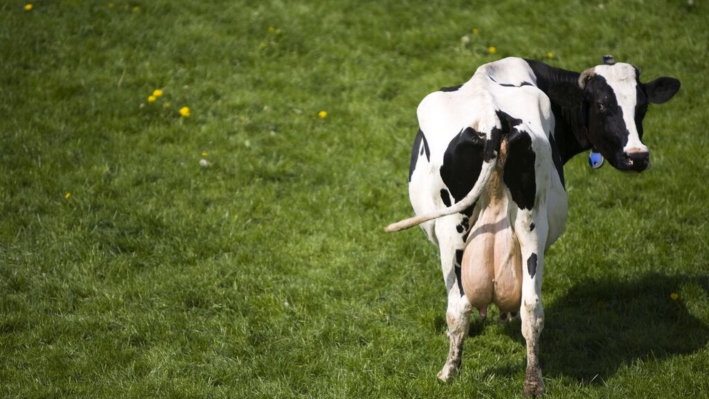 Minister firmly rejected any suggestion that Ireland should dismantle production or reduce the national herd. Photograph: iStock