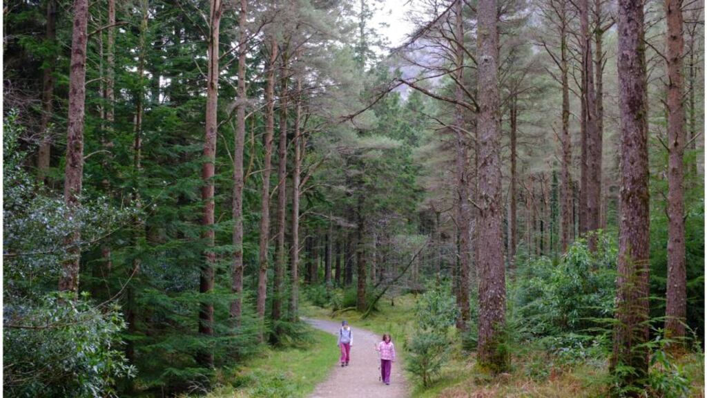 A stroll in the woods. Proposal to sell harvesting rights has not been rationally assessed in relation to its impact on the public good, say critics. Photograph: Bryan O’Brien/The Irish Times