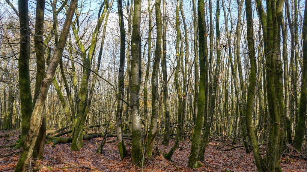 ‘Remember me?’ grief asks in the wind rushing through the naked trees. Photograph: iStock