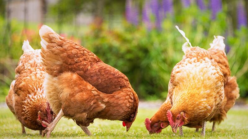 Talk to your hens, when they know your voice and learn the call they will run towards you and they become a lot quieter. Photograph: Getty