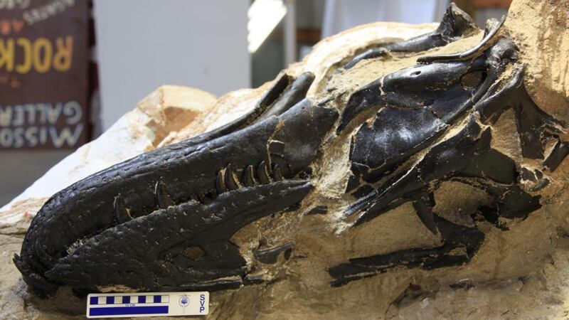 A fossil due to be auctioned in New York in November has preserved a Triceratops and a Nanotyrannus that came to blows approximately 67 million years ago.