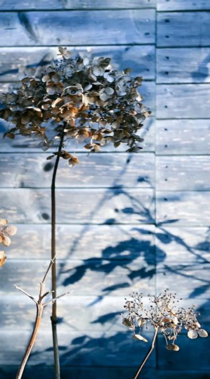 Fading blooms. Photographs: Paraic O’Donnell