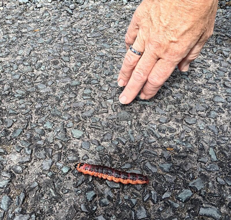 Goat moth caterpillar. Photograph: Kevin Hodnett